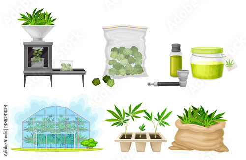 Hemp and Cannabis Sativa Production and Processing Vector Set