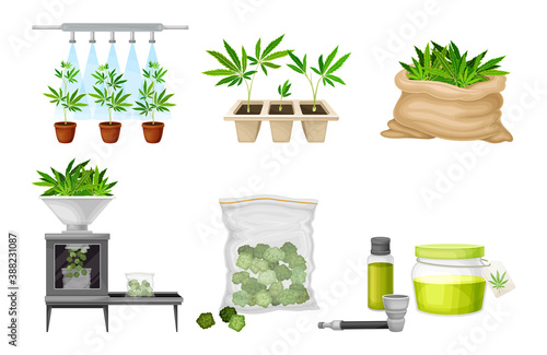 Hemp and Cannabis Sativa Production and Processing Vector Set