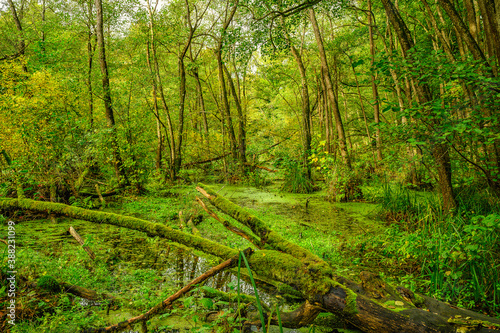 Teich im Wald als nat  rlicher und urspr  nglicher Lebensraum f  r viele Tiere und Pflanzen.