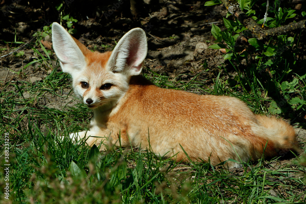 Obraz premium Fennek oder Wüstenfuchs (Vulpes zerda) Wildhund