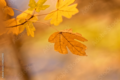 Herbstblatt Goldener Herbst Wald Ahornblatt Gelbe farben