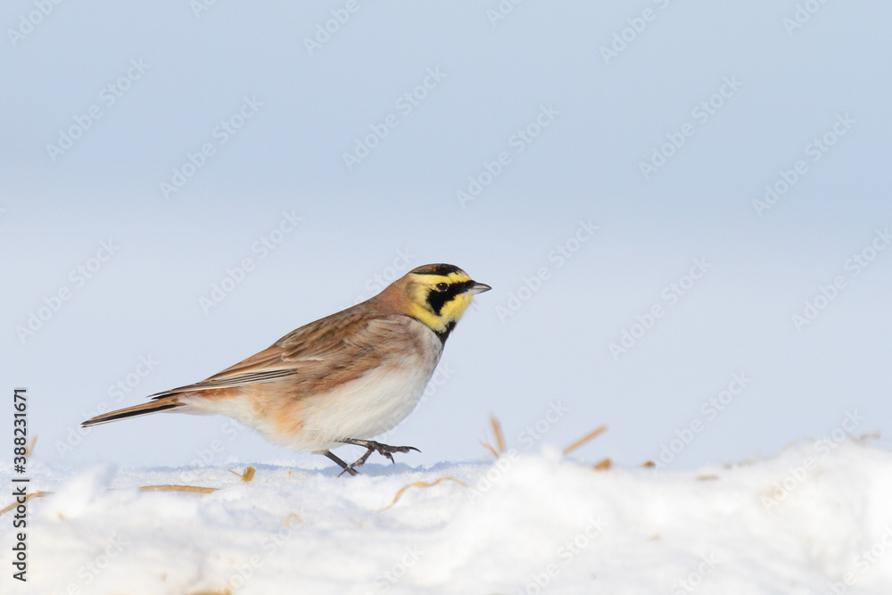 Horned or shore lark. Bird in winter on snow. Eremophila alpestris