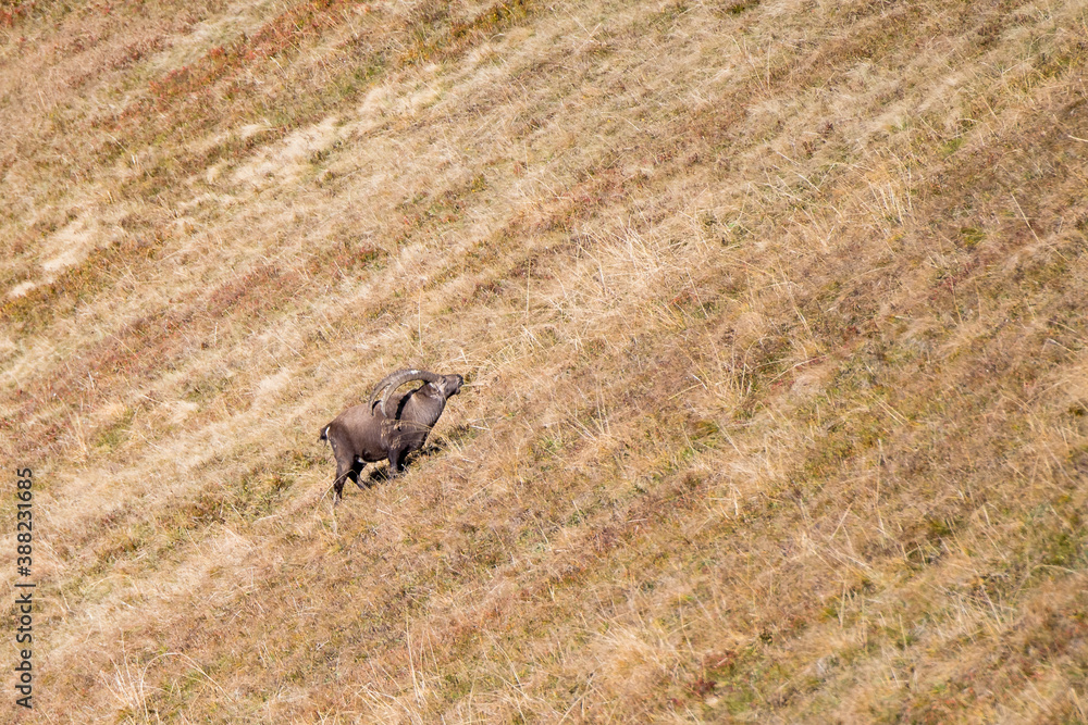 giant male ibex on a ridge in the bernese alps giant male ibex on a ridge in the bernese alps