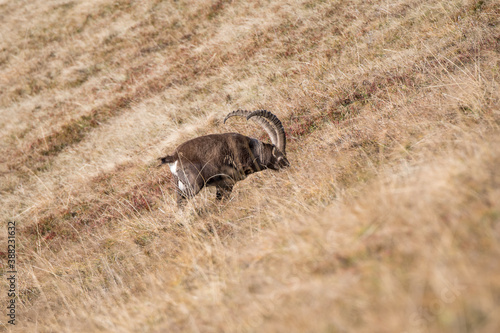 Wallpaper Mural giant male ibex on a ridge in the bernese alps Torontodigital.ca