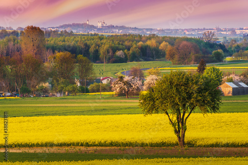 rapeseed field in the rays of the sun