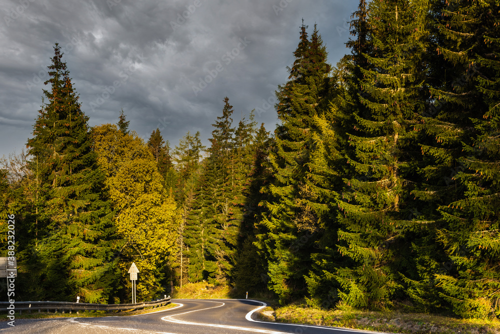 Curvy Road Trough Pine Forest at Autumn. Road trip and Adventure Concept.