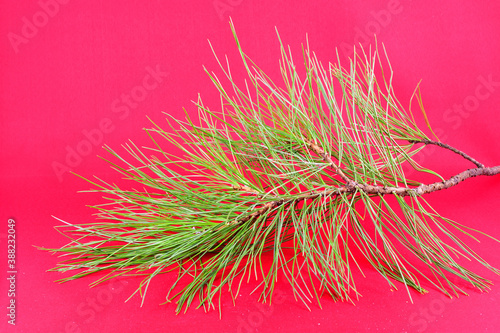 Christmas tree decorations, branch, green pine, on a red background © Viktor