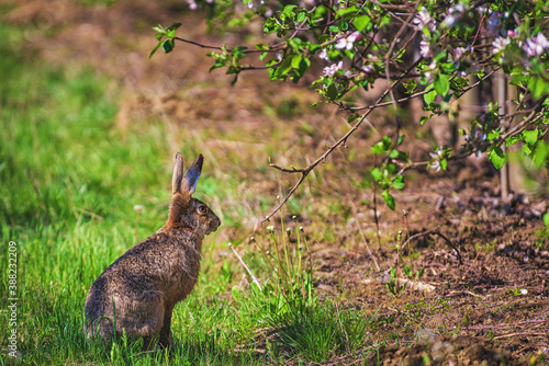 Easter bunny among the spring grass and flowers © RafalDlugosz