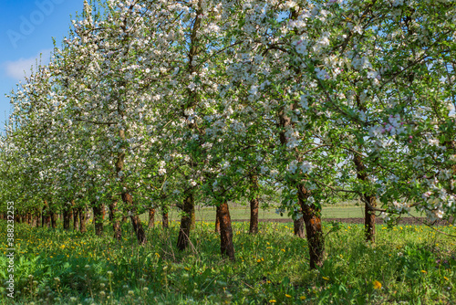 a spring blooming orchard among yellow flowers