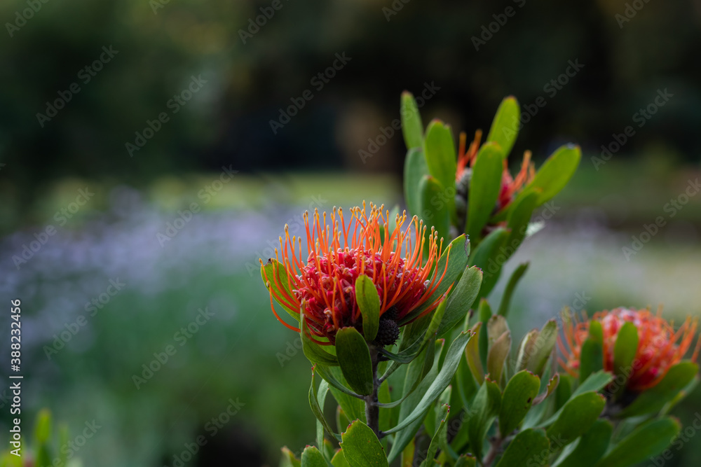 Deep orange pinchusion protea's in spring Deep orange pinchusion protea's in spring