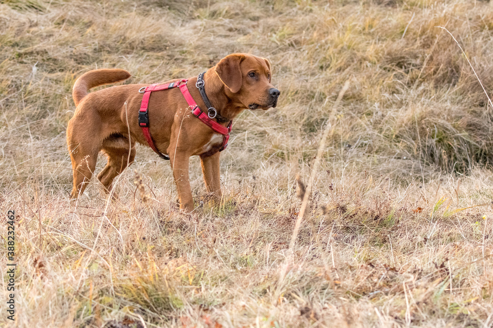 young brown labrador running with wooden stick in his mouth young brown labrador running with wooden stick in his mouth