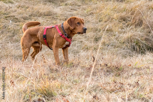 young brown labrador running with wooden stick in his mouth