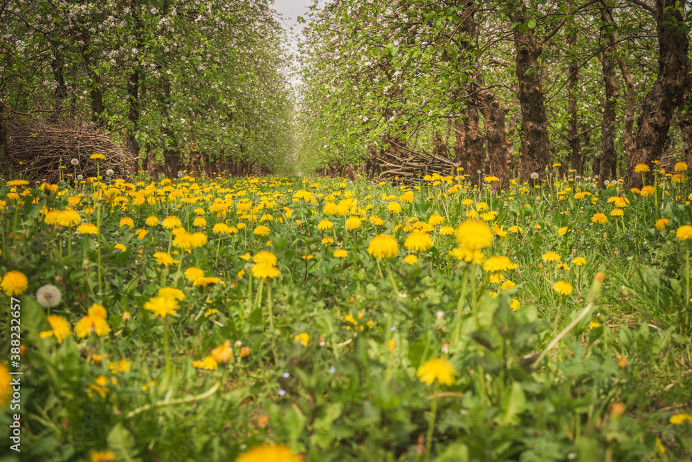 a spring blooming orchard among yellow flowers a spring blooming orchard among yellow flowers