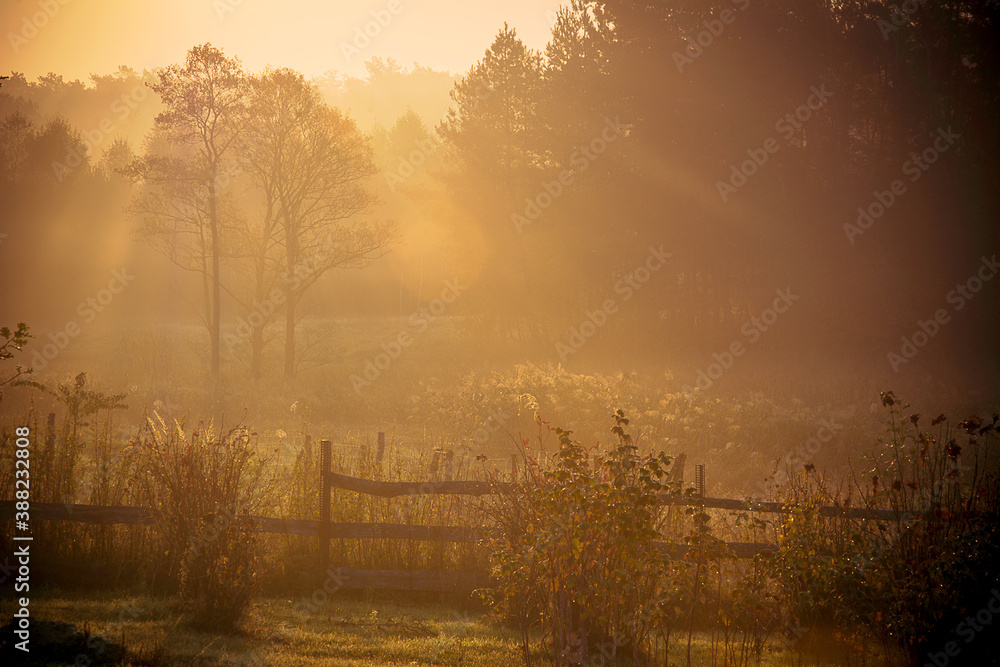 Naklejka premium misty morning sunrise over the meadow