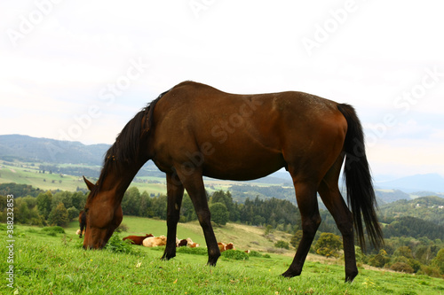 Horses © matko