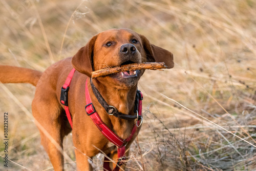 young brown labrador running with wooden stick in his mouth