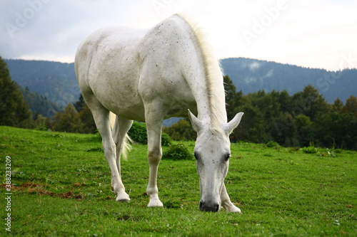 White horse in the meadow