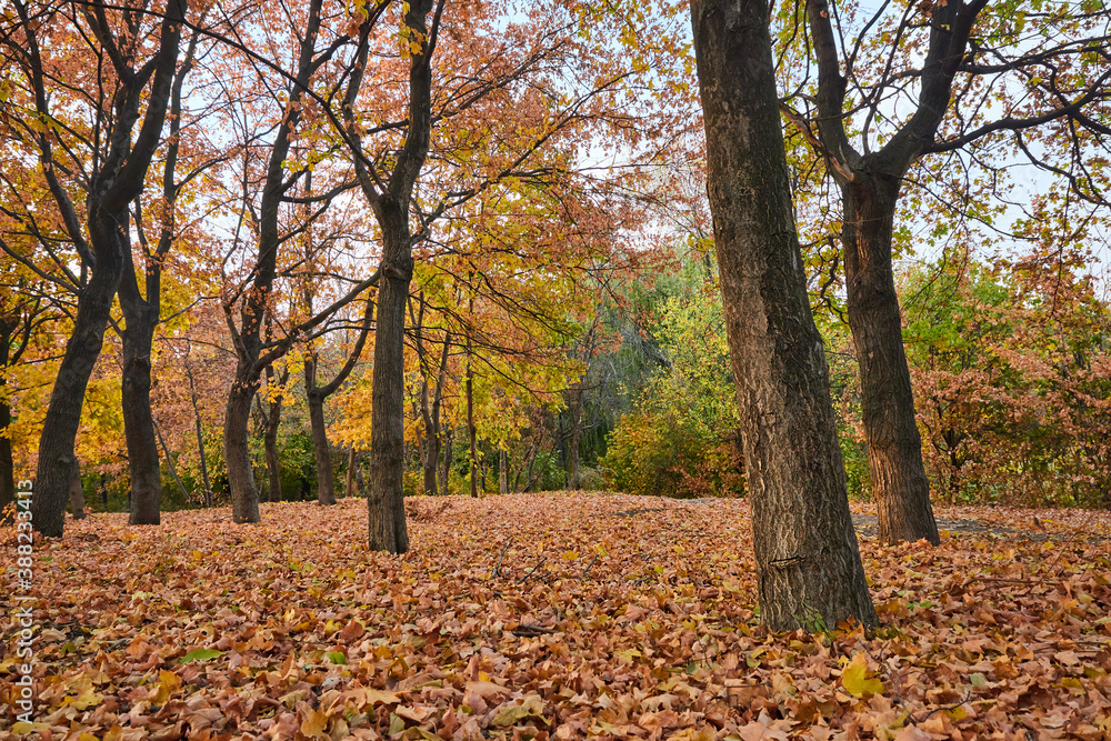 Autumn Park with orange Autumn leaves ground. Autumn Park with orange Autumn leaves ground.