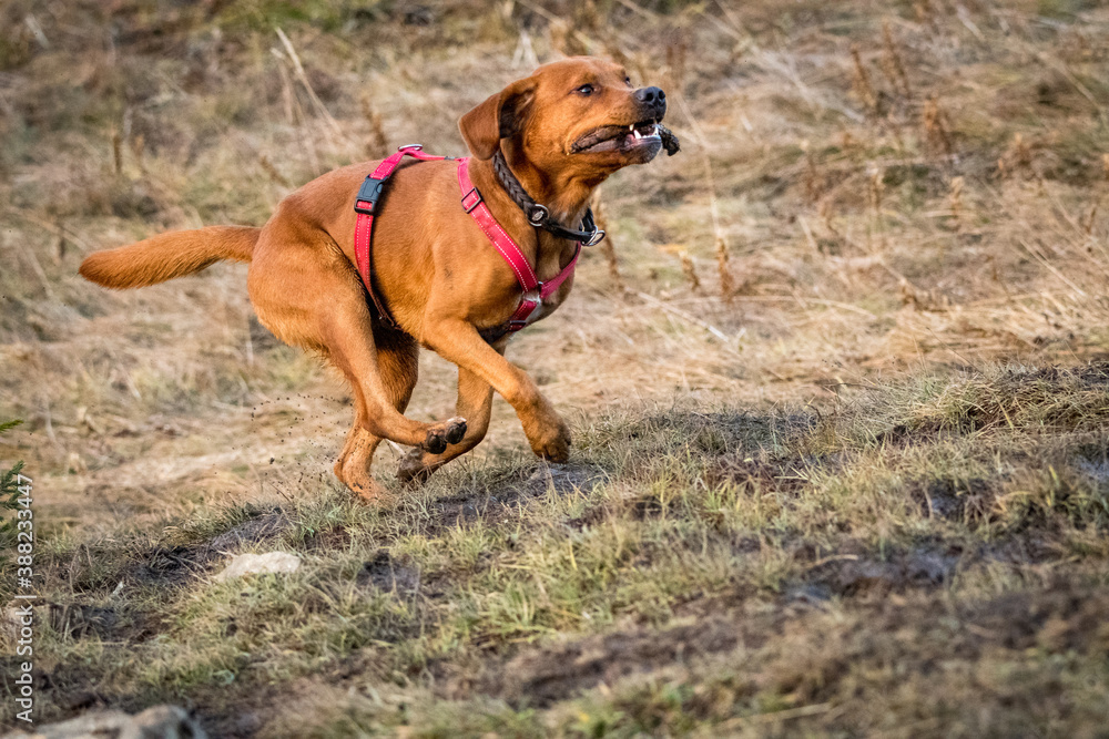 young brown labrador running with wooden stick in his mouth young brown labrador running with wooden stick in his mouth