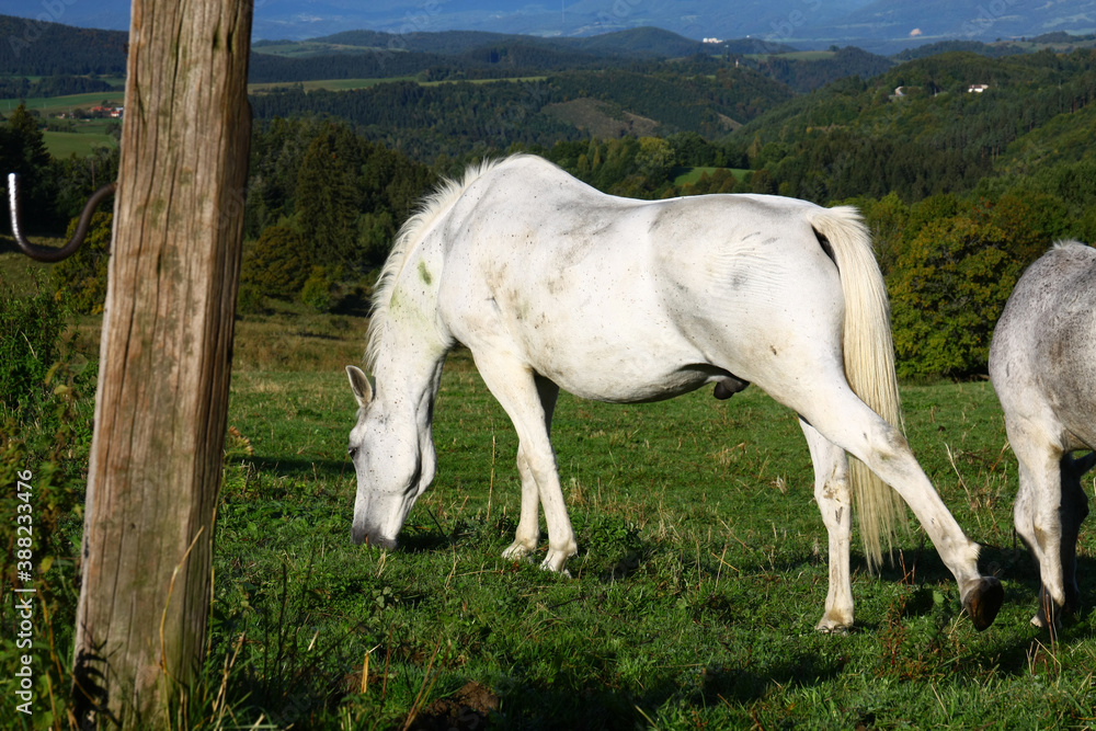 Obraz premium White horse in the meadow