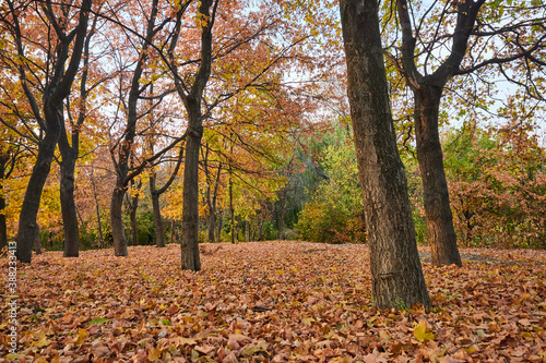 Autumn Park with orange Autumn leaves ground.