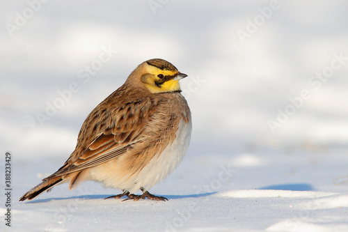 Horned or shore lark. Bird in winter on snow. Eremophila alpestris © YaD