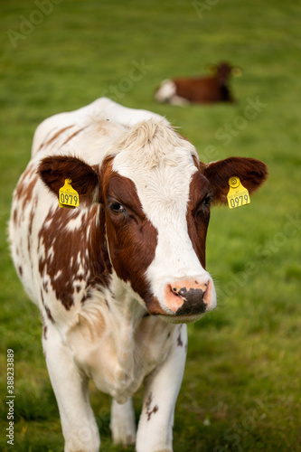 cow in a field © Hilde Jordbruen