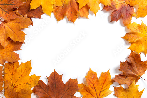 Orange autumn leaves make frame on a white background, the concept of autumn template, the preparation for the text, Thanksgiving day. Copy space.