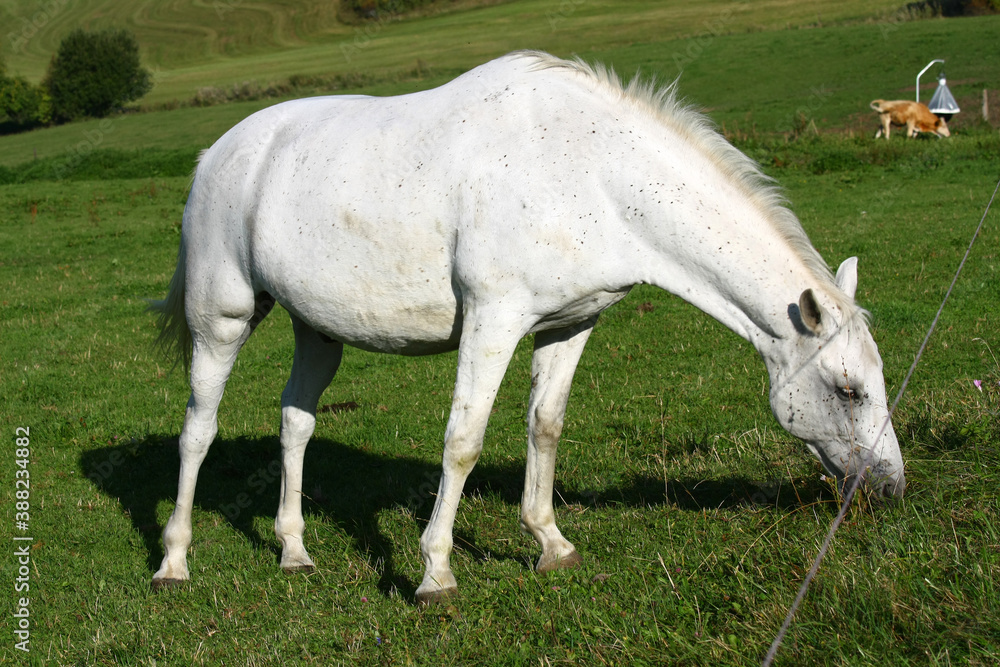 White horse in the meadow