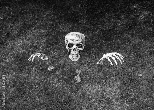 Black and white skeleton skull and hands
