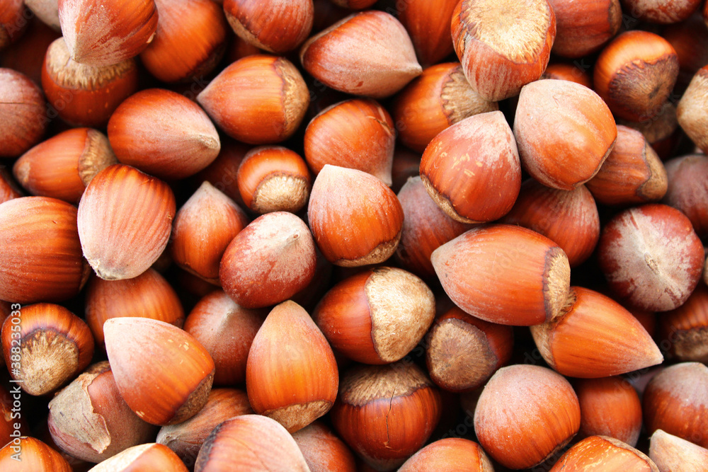 Hazelnuts of Black sea region harvested in summer
Hazelnuts of Black sea region harvested in summer