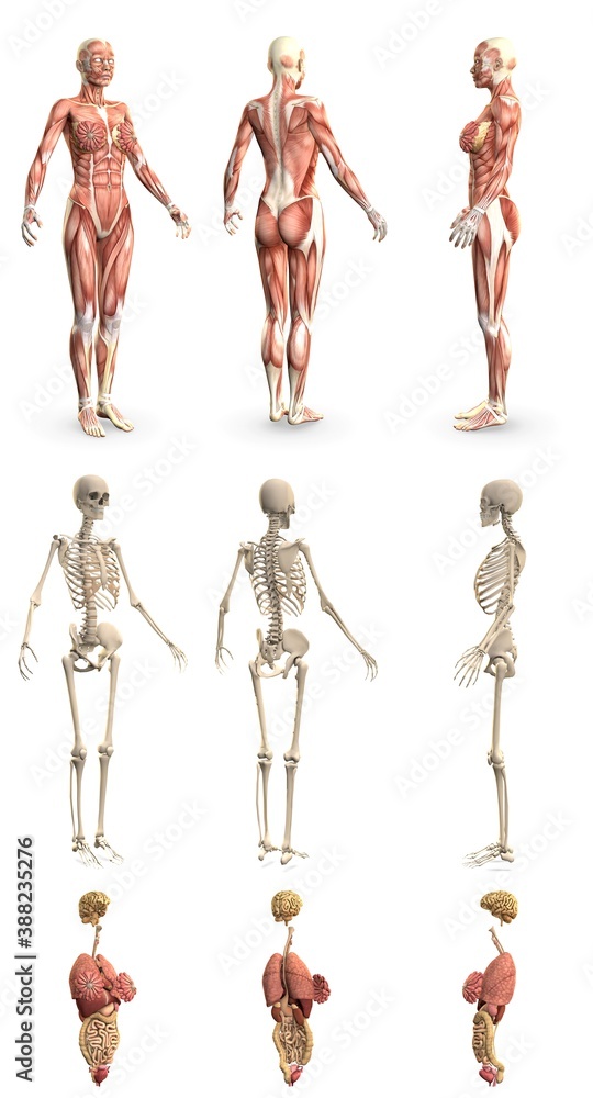 9 hi-res renders in 1, womans body with muscle map and skeleton and organs - physiology research concept - cg medical 3D illustration isolated 9 hi-res renders in 1, womans body with muscle map and skeleton and organs - physiology research concept - cg medical 3D illustration isolated