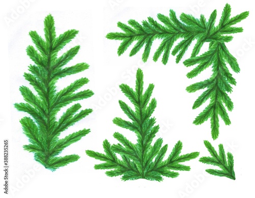 Watercolor illustrations of spruce branches for decoration and design of postcards for Christmas and new year.