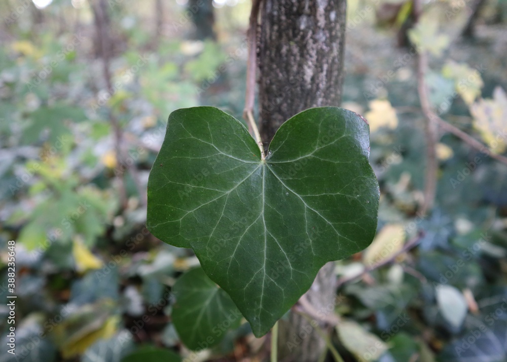 Obraz premium Close up of an ivy leaf in front of a tree trunk