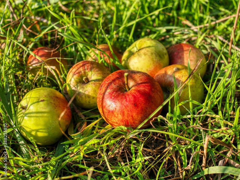 Wild apples caught in the grass. Wild apples caught in the grass.