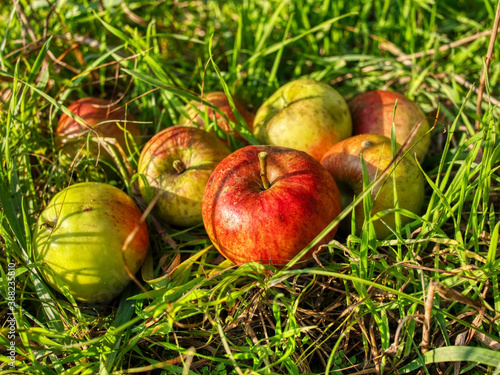 Wild apples caught in the grass.