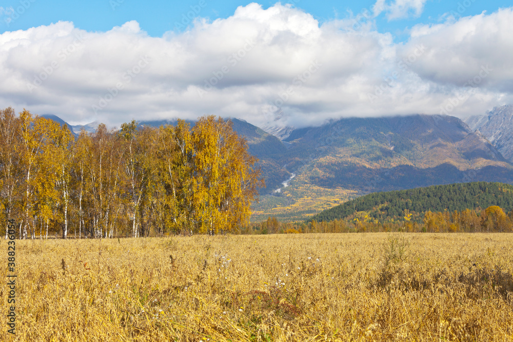 Beautiful autumn landscape with yellow oat field in foothill valley. The peaks of the Eastern Sayan Mountains are covered with low clouds. Natural background. Siberia, Buryatia, Tunka Valley, Arshan