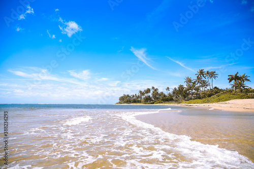 Plam trees at Waialae Beach Park, Kahala, Oahu, Hawaii. Located next to the Kahala Hotel & Resort on Oahu's south shore. Wai'alae Stream photo