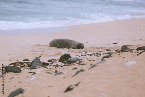 Monk seals on the beach  North Shore  Oahu  Hawaii
