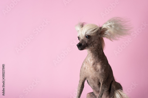 Schilderij op canvas Shocked Chinese Crested Dog in front of pink background