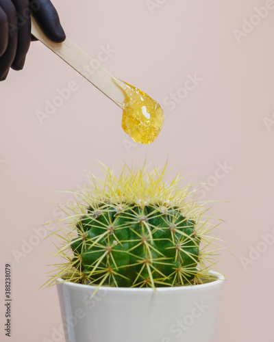 The hand of a shugaring master in a black glove holds a wooden spatula with sugar paste over a cactus. The concept of removing unwanted hair, shugaring, epilation, depilation. Selective focus. photo