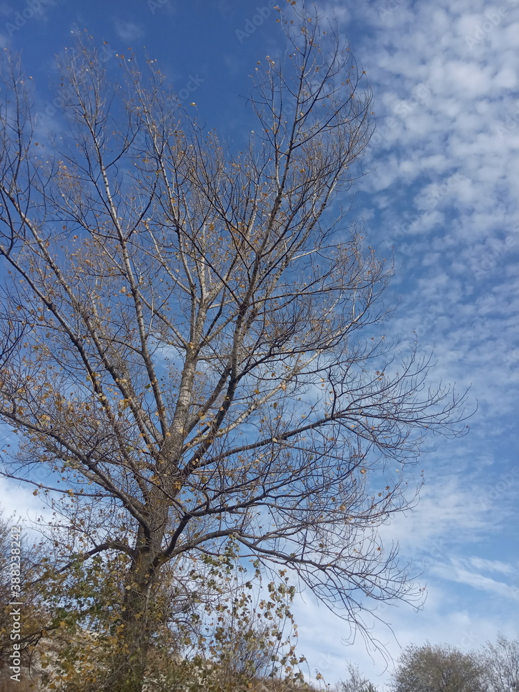 tree and sky tree and sky