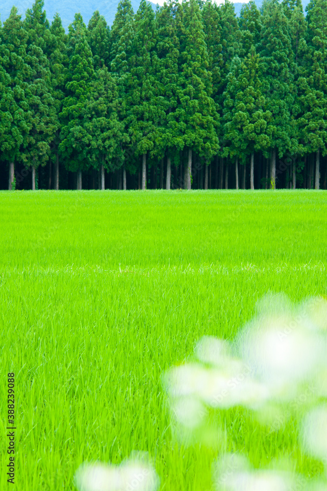 Obraz premium 白馬村の田園風景