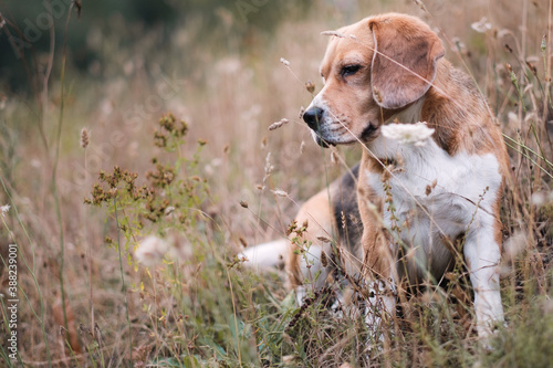 Beagle puppy in the grass in autumn
