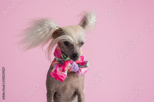 Close-up of Chinese Crested Dog with scarf in front of pink background. Cute lady dog. Copy space photo