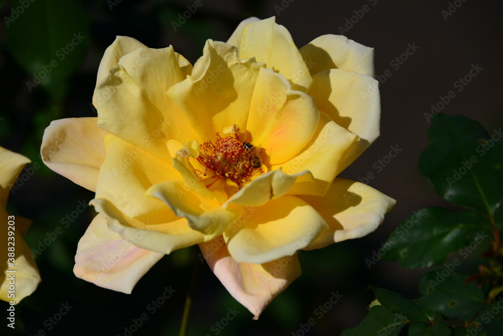 Fototapeta premium 黄色系のバラ