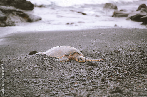 Turtle at Punaluu Beach, Big Island, Hawaii photo