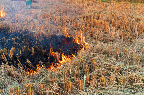 Stubble Burning or Crop Burning in the countryside. Burning dry grass after harvest. Soil enrichment with natural ash fertilizer.