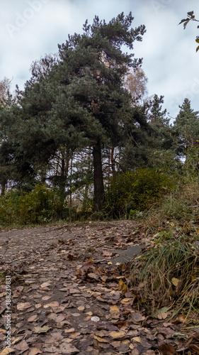 path in the woods