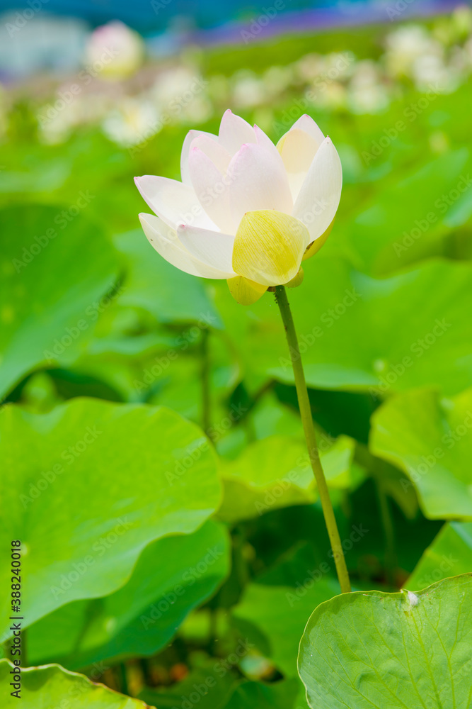極楽浄土の蓮の花 Stock Photo Adobe Stock 極楽浄土の蓮の花 Stock Photo Adobe Stock